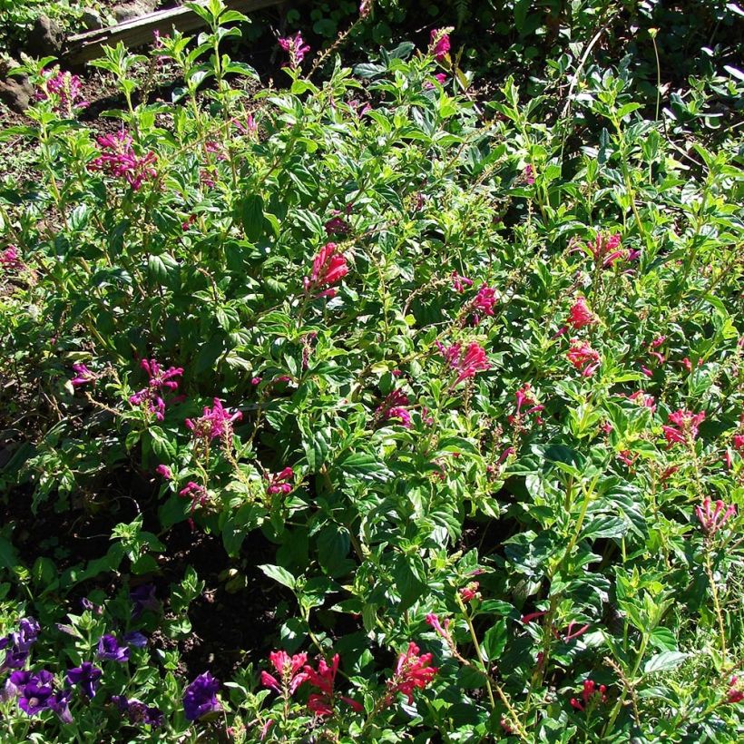 Scutellaria suffrutescens - Helmkraut (Plant habit)