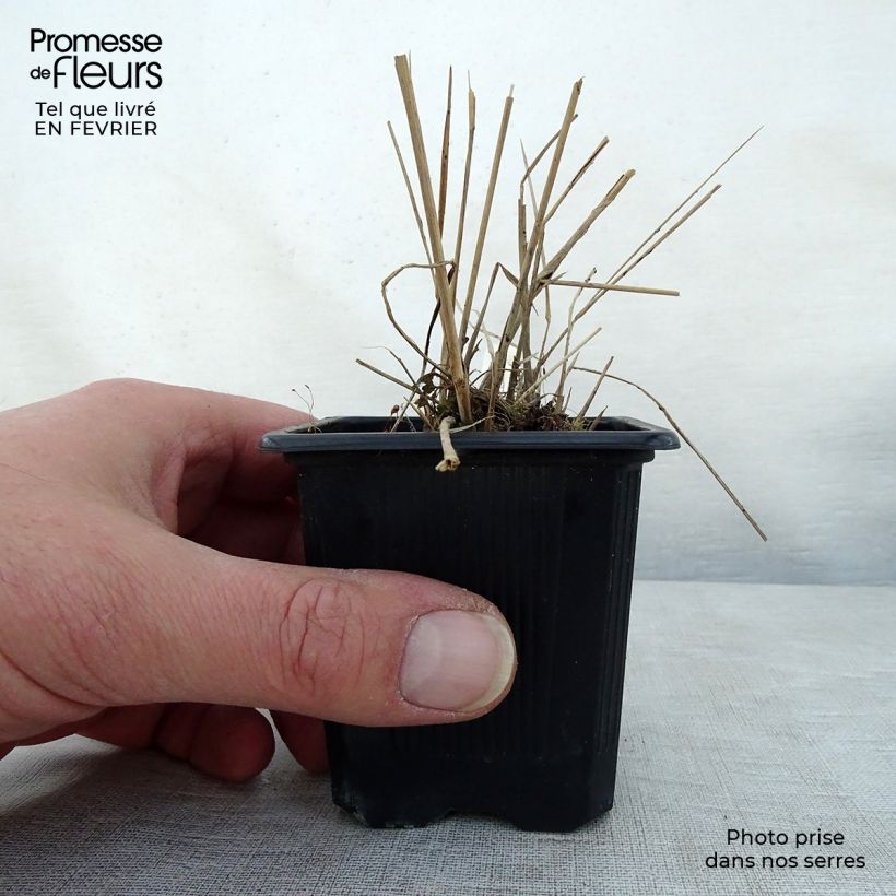 Exemplar von Scutellaria suffrutescens - Helmkraut Kleine Töpfe von 8/9 cm wie im Winter geliefert