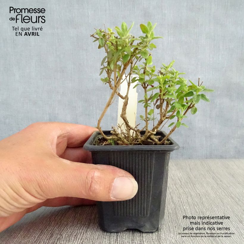 Exemplar von Scutellaria suffrutescens - Helmkraut Kleine Töpfe von 8/9 cm wie im Frühjahr geliefert