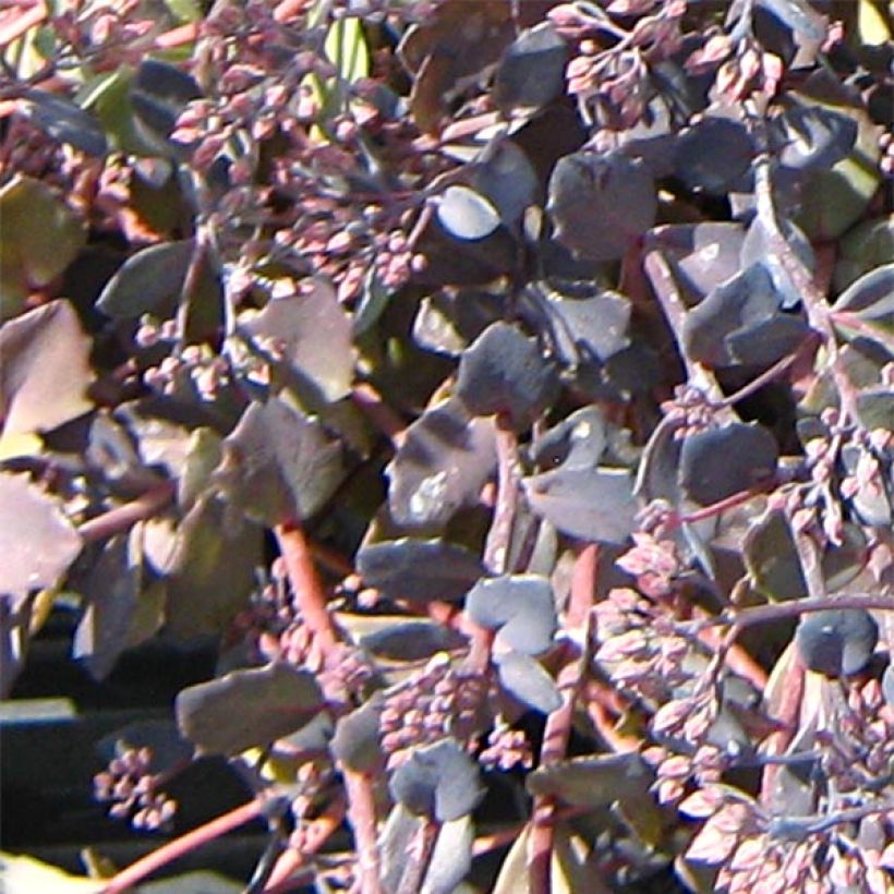 Fetthenne Bertram Anderson - Sedum (Foliage)
