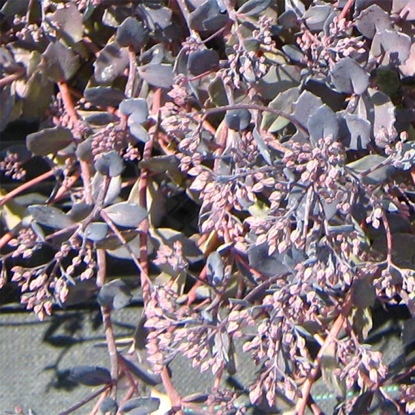 Fetthenne Bertram Anderson - Sedum (Flowering)