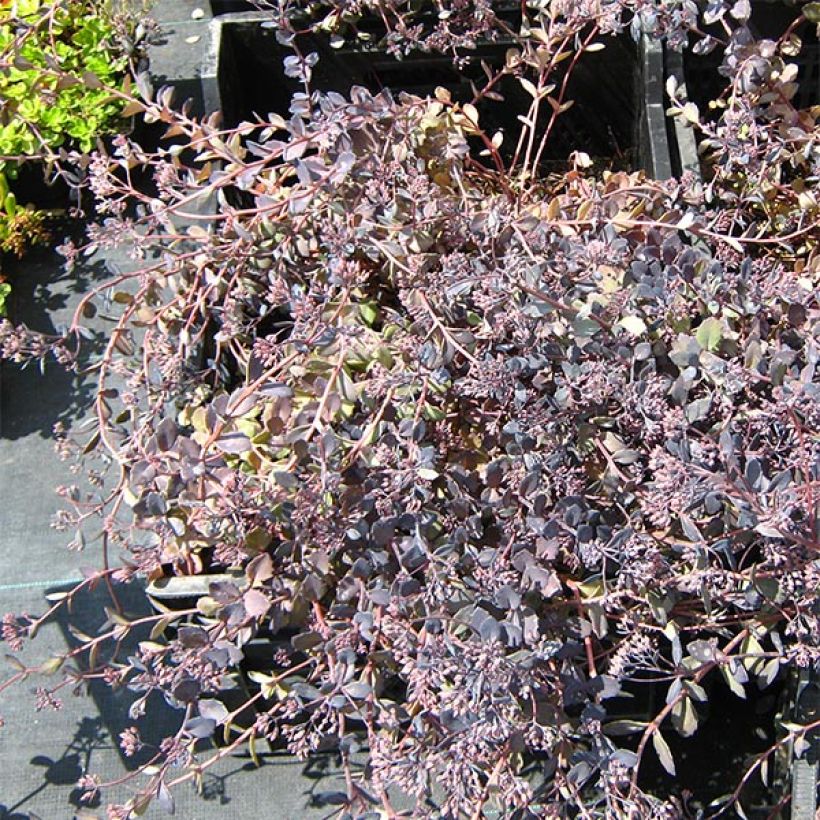 Fetthenne Bertram Anderson - Sedum (Plant habit)