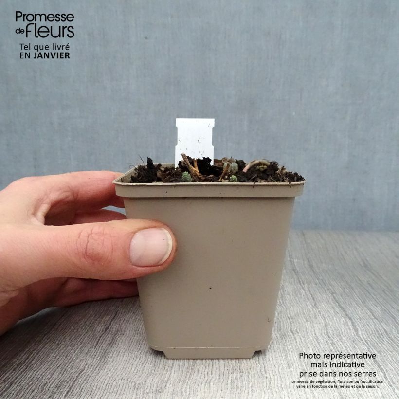 Exemplar von Fetthenne Bertram Anderson - Sedum Kleine Töpfe von 8/9 cm wie im Winter geliefert