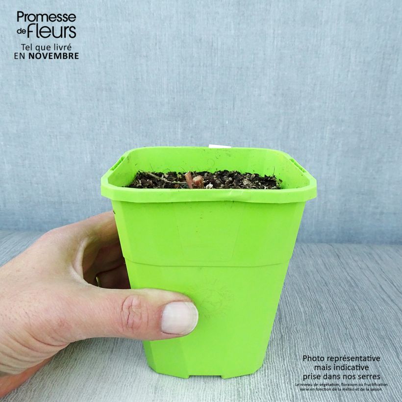 Example of Fetthenne Black Knight - Sedum Topf mit 1L/1,5L as you get in automne