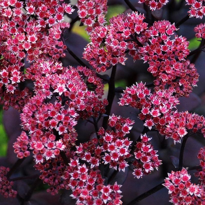 Fetthenne Sunsparkler Blue Pearl - Sedum (Flowering)