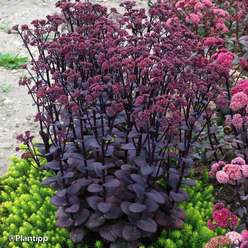 Fetthenne Sunsparkler Blue Pearl - Sedum (Plant habit)