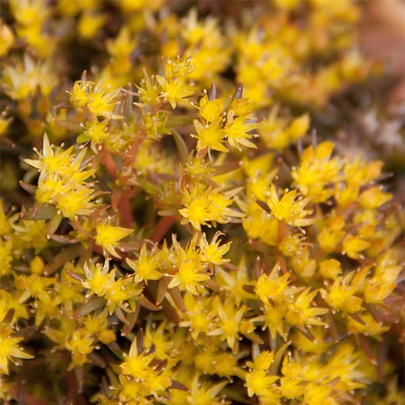 Fetthenne Chocolate Ball - Sedum (Flowering)