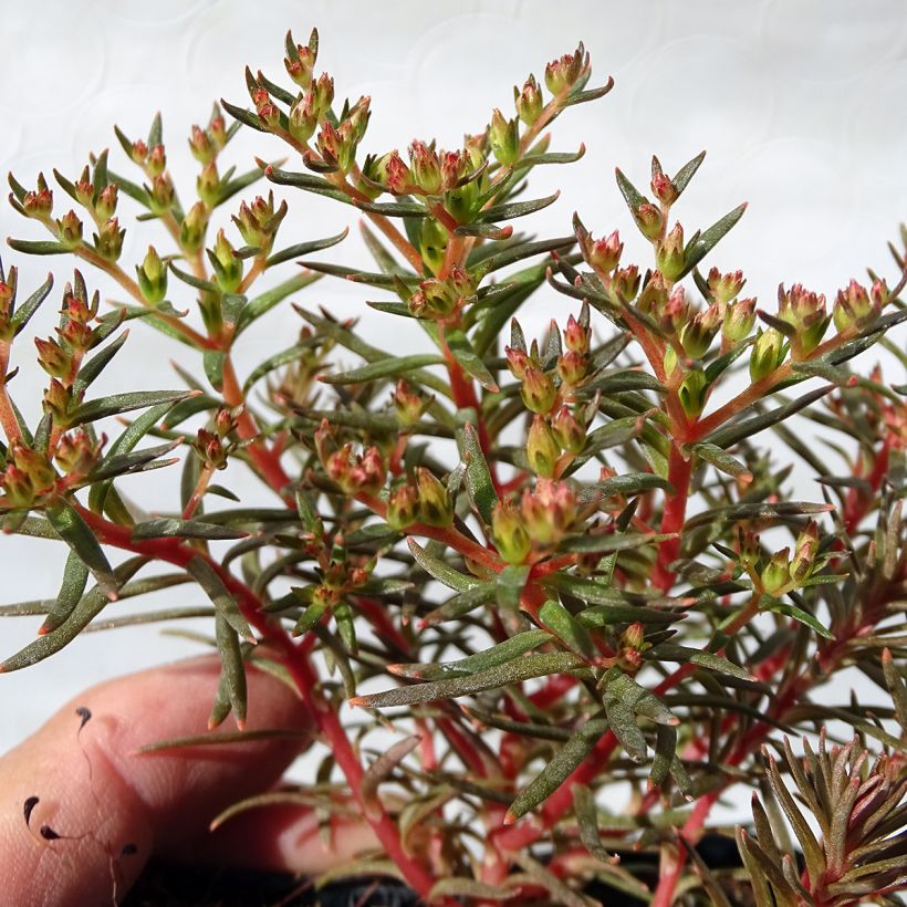 Fetthenne Chocolate Ball - Sedum (Foliage)
