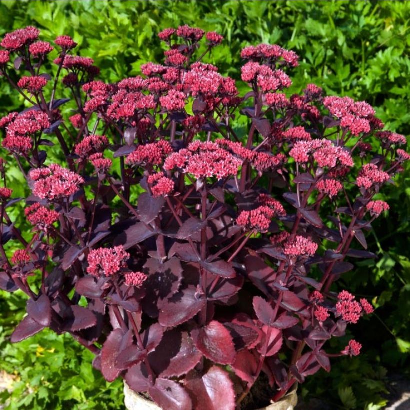 Fetthenne Chocolate Cherry - Sedum telephium (Plant habit)
