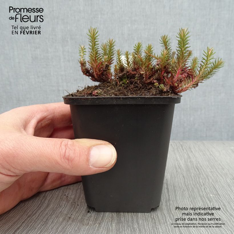 Example of Fetthenne Chocolate - Sedum Kleine Töpfe von 8/9 cm as you get in hiver