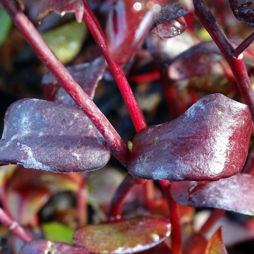 Fetthenne Chocolate - Sedum (Foliage)