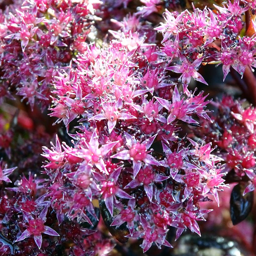 Fetthenne Chocolate - Sedum (Flowering)