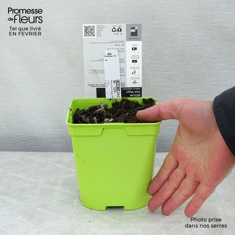 Example of Fetthenne Dark Magic - Sedum telephium Topf mit 2L/3L as you get in hiver