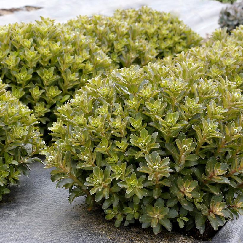Fetthenne Double Martini - Sedum telephium (Foliage)