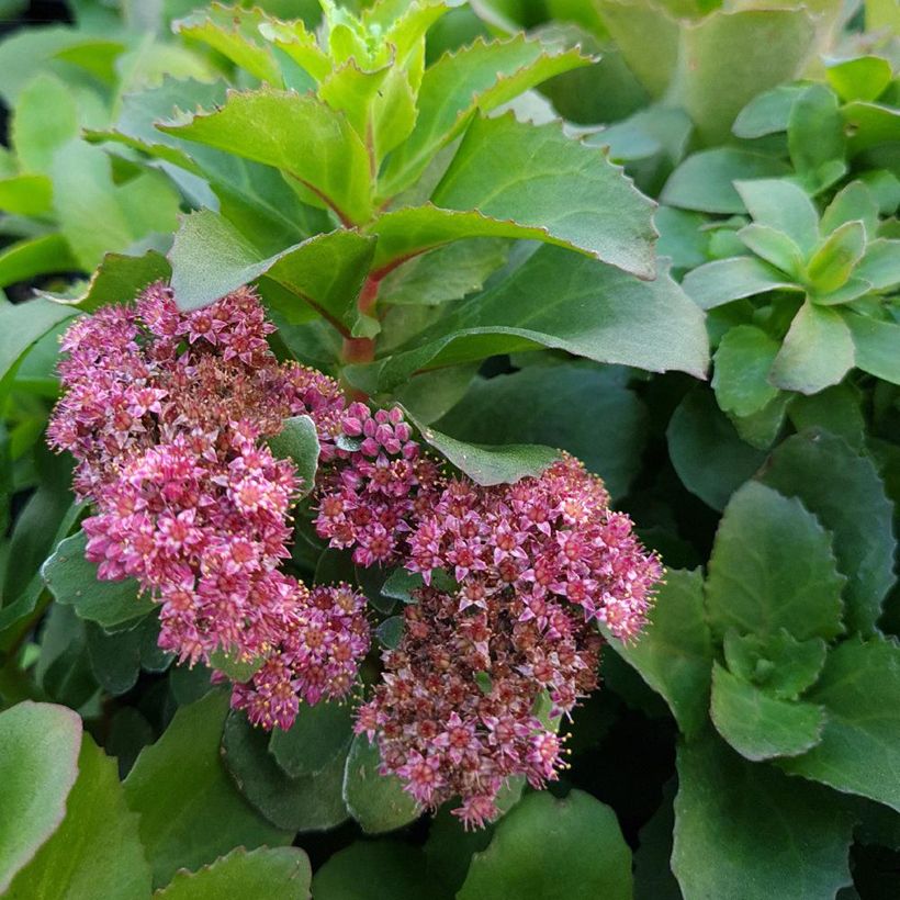 Fetthenne Double Martini - Sedum telephium (Flowering)