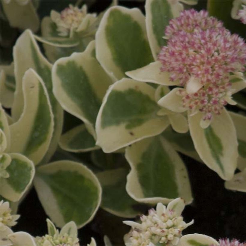 Fetthenne Frosted Fire - Sedum spectabile (Foliage)