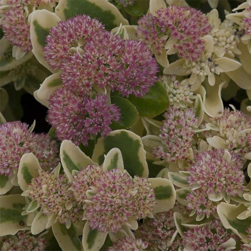 Fetthenne Frosted Fire - Sedum spectabile (Flowering)