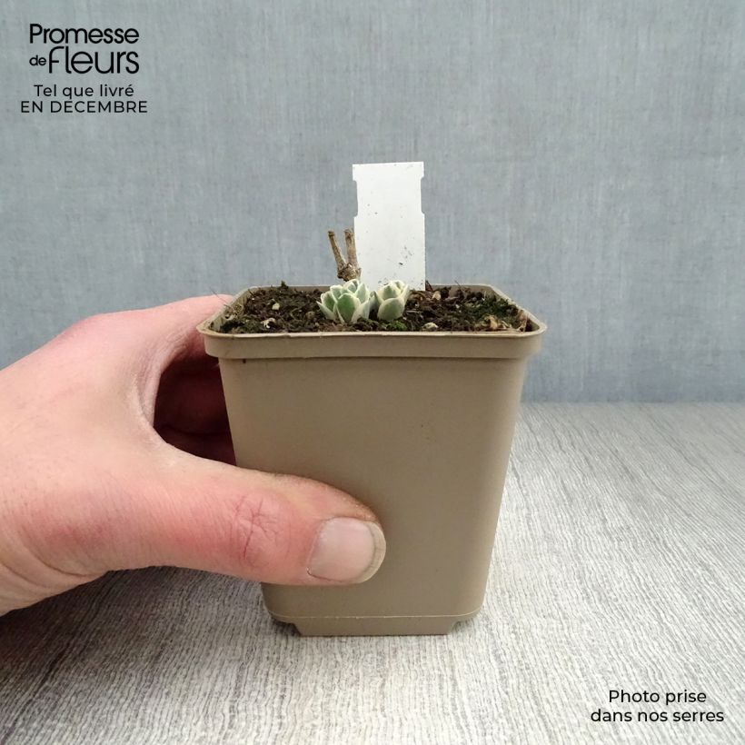 Exemplar von Fetthenne Frosty Morn - Sedum Kleine Töpfe von 8/9 cm wie im Winter geliefert