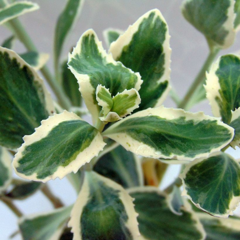 Fetthenne Frosty Morn - Sedum (Foliage)