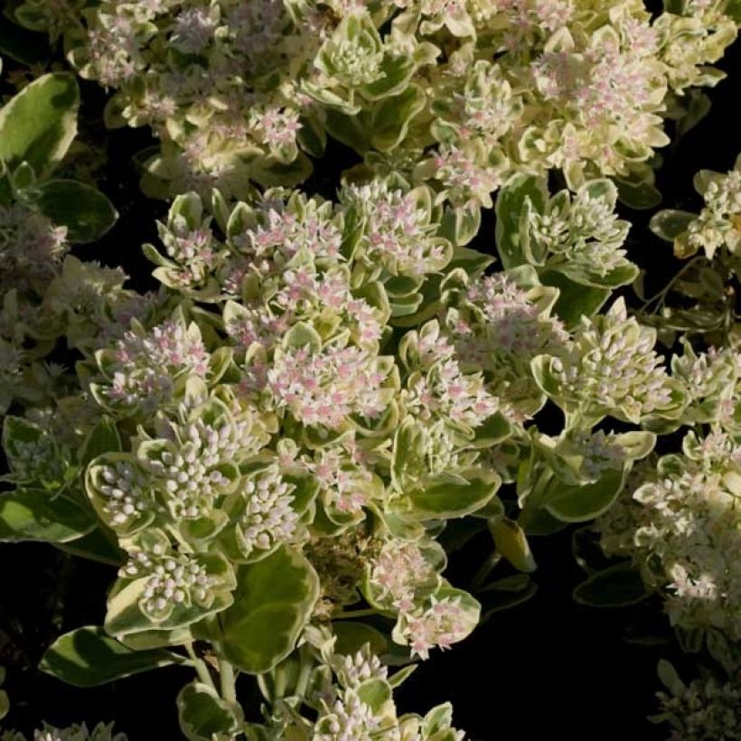 Fetthenne Frosty Morn - Sedum (Flowering)