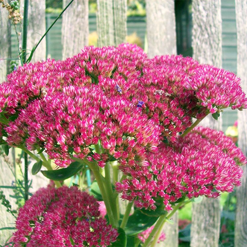 Fetthenne Herbstfreude - Sedum (Flowering)