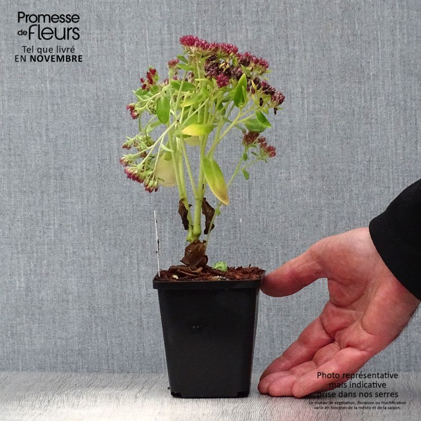 Example of Fetthenne Herbstfreude - Sedum Kleine Töpfe von 8/9 cm as you get in automne
