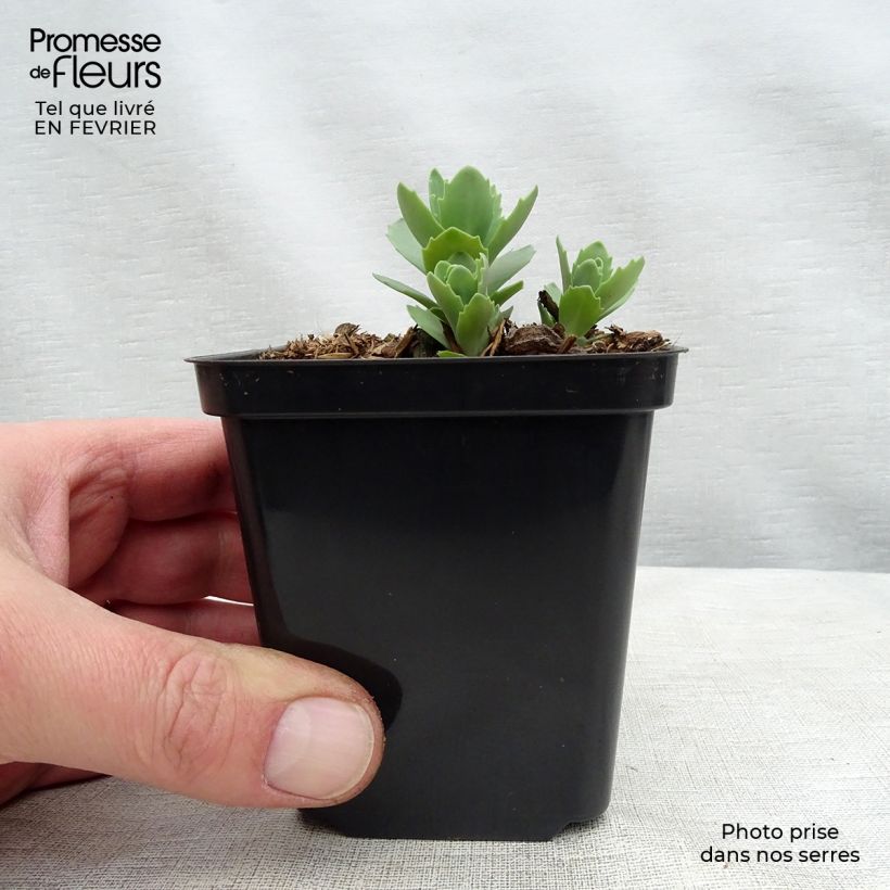 Exemplar von Fetthenne Herbstfreude - Sedum Kleine Töpfe von 8/9 cm wie im Winter geliefert