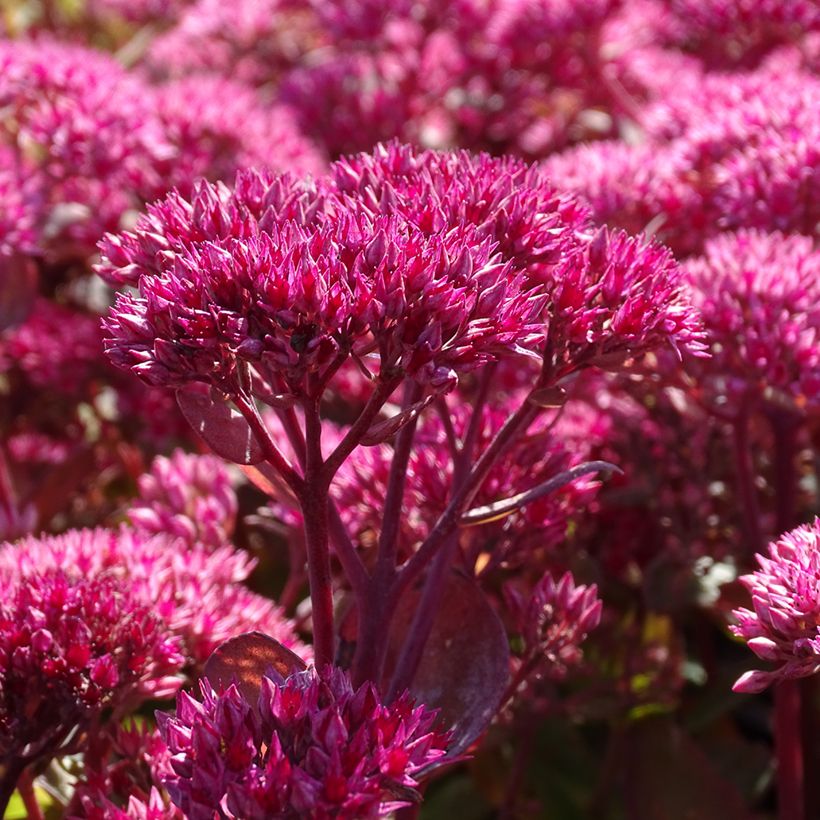 Fetthenne Thunderhead - Sedum telephium (Flowering)