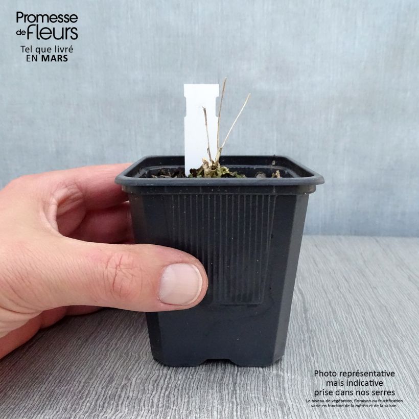 Exemplar von Fetthenne Thunderhead - Sedum telephium Kleine Töpfe von 8/9 cm wie im Frühjahr geliefert