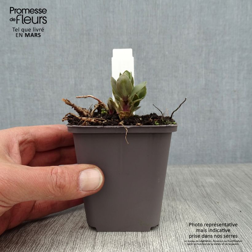 Exemplar von Fetthenne Thunderhead - Sedum telephium Kleine Töpfe von 8/9 cm wie im Winter geliefert