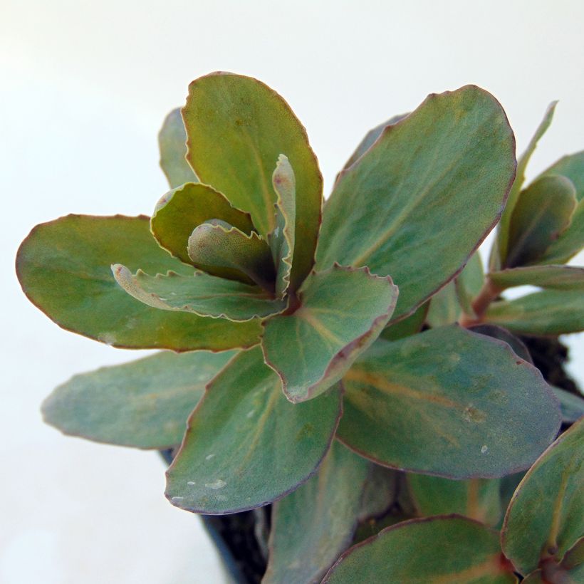 Fetthenne Jose Aubergine - Sedum spectabile (Foliage)