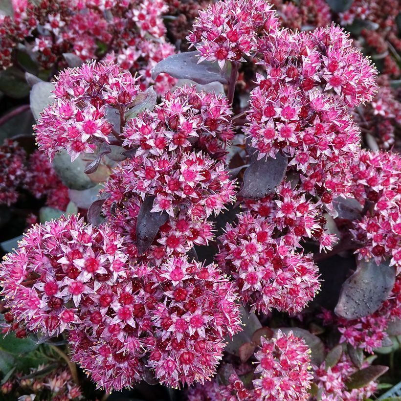 Fetthenne Jose Aubergine - Sedum spectabile (Flowering)