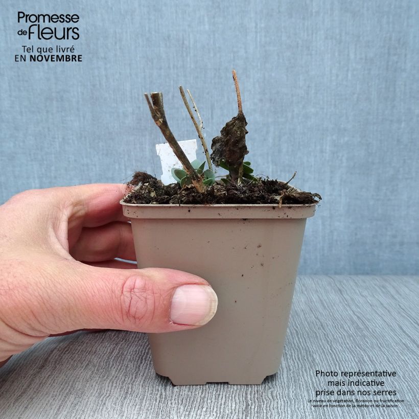 Example of Fetthenne Jose Aubergine - Sedum spectabile Kleine Töpfe von 8/9 cm as you get in automne