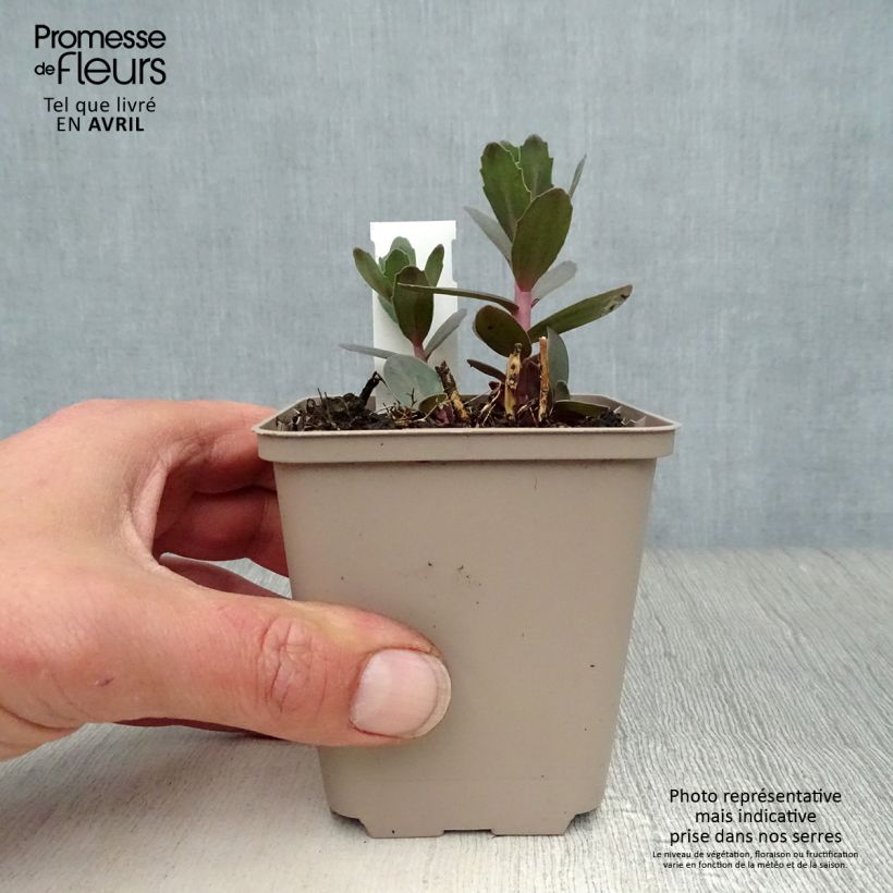 Exemplar von Fetthenne Jose Aubergine - Sedum spectabile Kleine Töpfe von 8/9 cm wie im Frühjahr geliefert