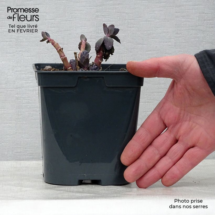 Example of Fetthenne Jose Aubergine - Sedum spectabile Topf mit 2L/3L as you get in hiver