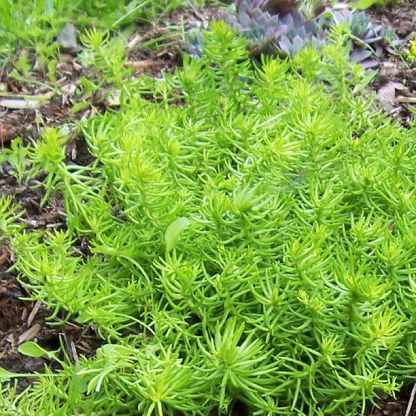Fetthenne Lemon Ball - Sedum (Foliage)