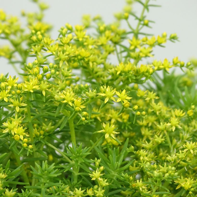 Fetthenne Lemon Ball - Sedum (Blüte)