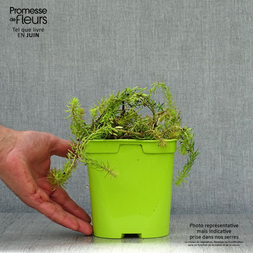Example of Fetthenne Lemon Ball - Sedum Topf mit 2L/3L as you get in ete