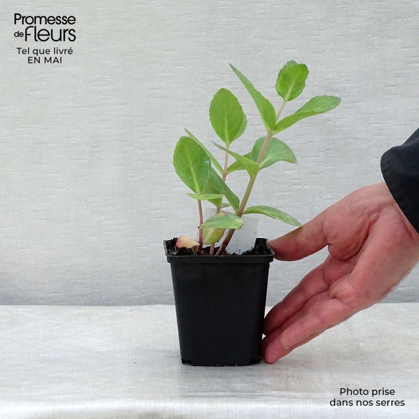 Exemplar von Fetthenne Matrona - Sedum Kleine Töpfe von 8/9 cm wie im Frühjahr geliefert