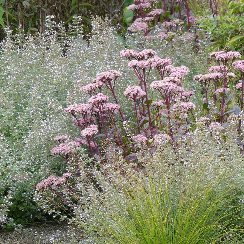 Fetthenne Matrona - Sedum (Plant habit)
