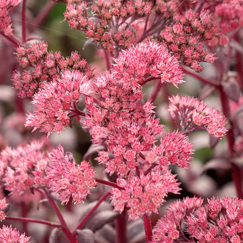 Fetthenne Mojave Jewels Diamond - Sedum (Flowering)