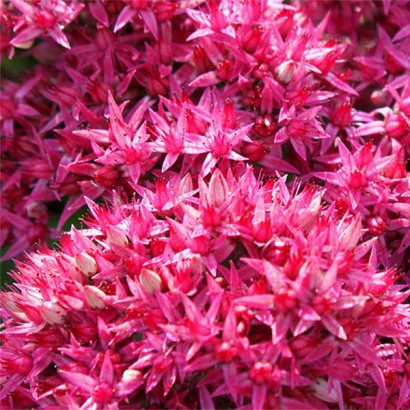 Fetthenne Mr Goodbud - Sedum (Flowering)
