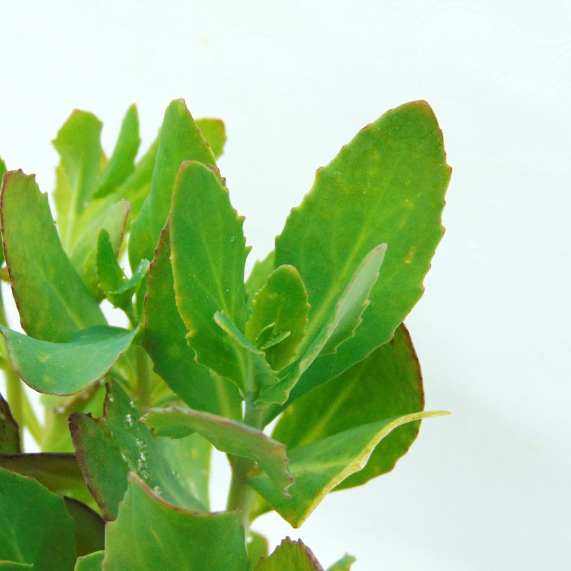 Fetthenne Mr Goodbud - Sedum (Foliage)