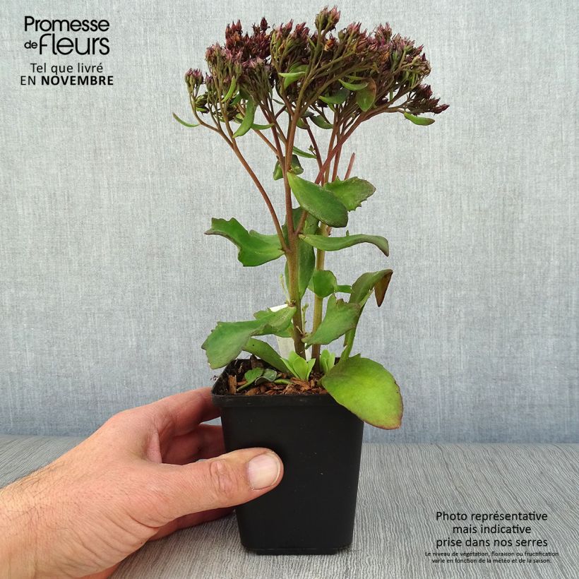 Example of Fetthenne Mr Goodbud - Sedum Kleine Töpfe von 8/9 cm as you get in automne