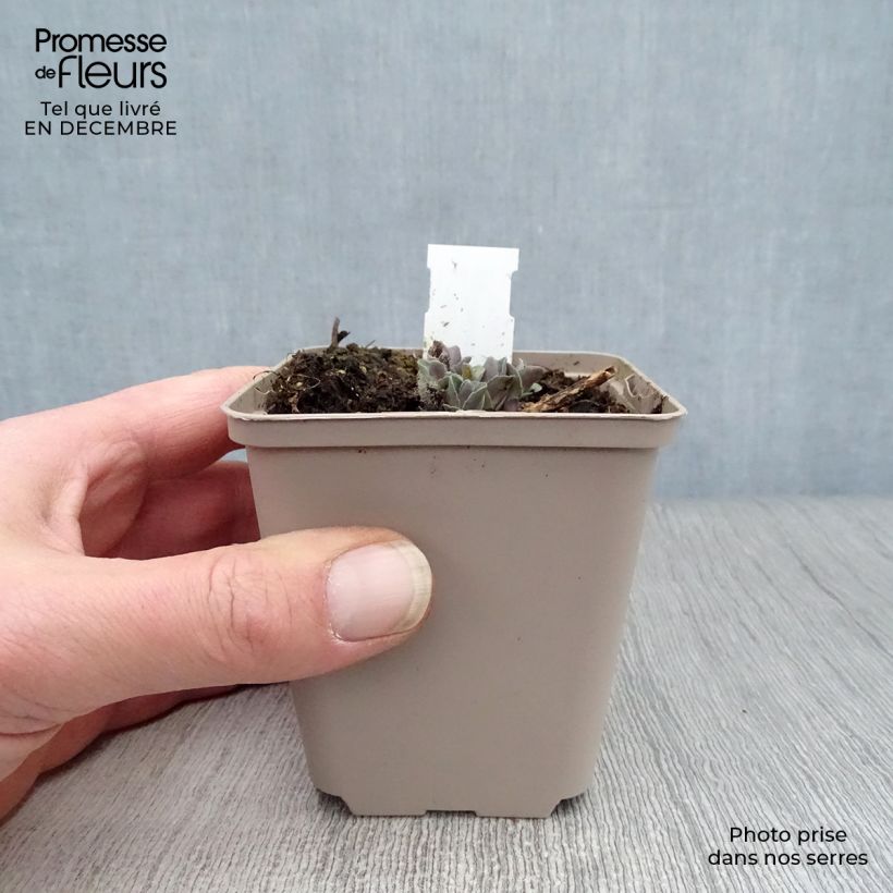 Example of Fetthenne Orange Xenox - Sedum spectabile Kleine Töpfe von 8/9 cm as you get in hiver