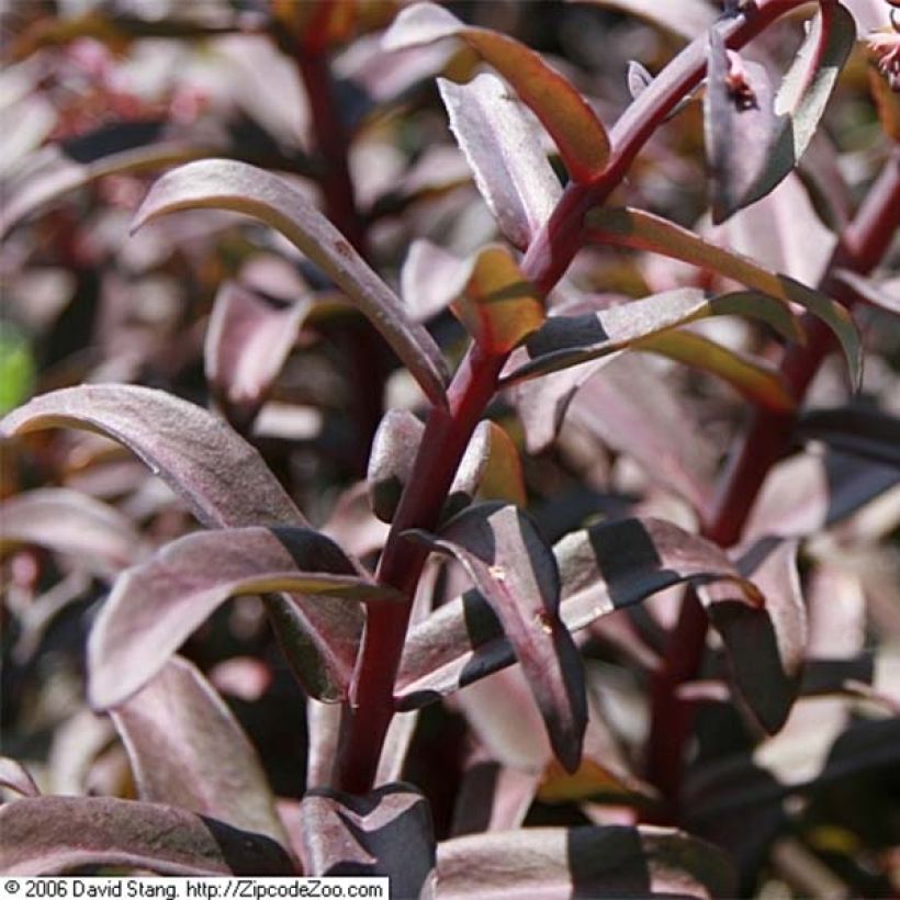 Fetthenne Purple Emperor - Sedum spectabile (Foliage)