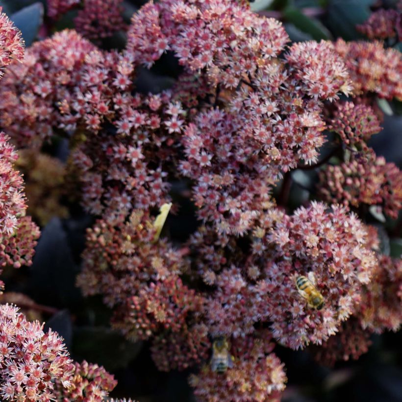 Fetthenne Purple Emperor - Sedum spectabile (Flowering)