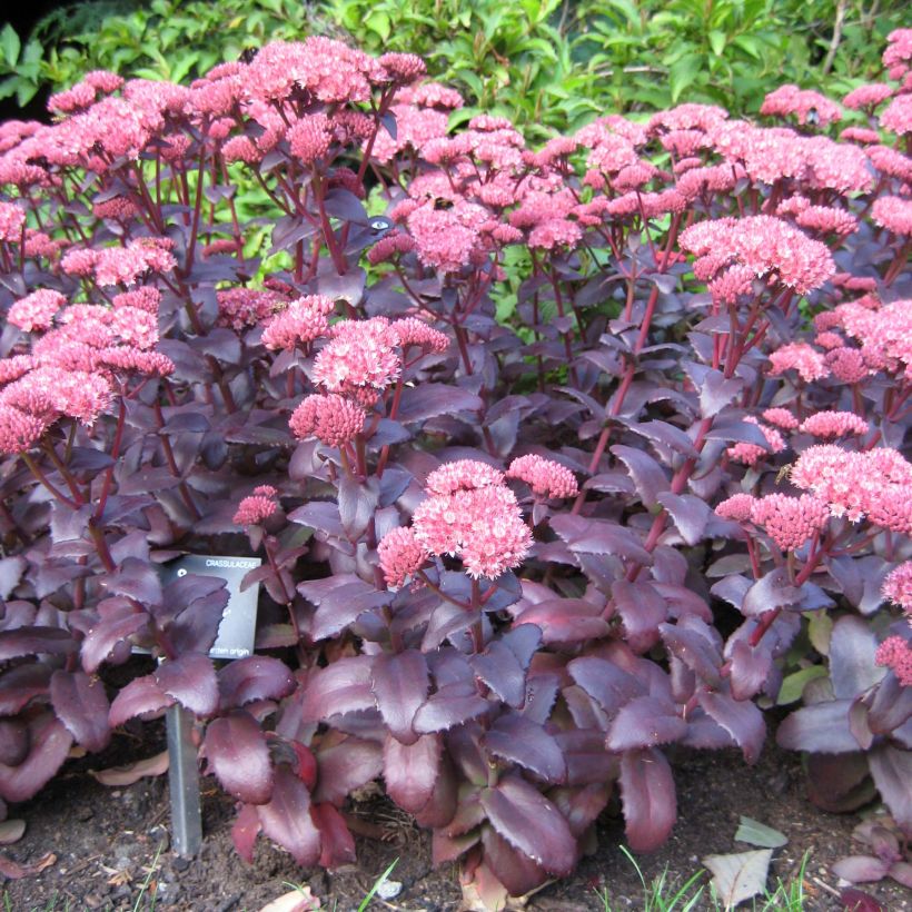 Fetthenne Purple Emperor - Sedum spectabile (Plant habit)