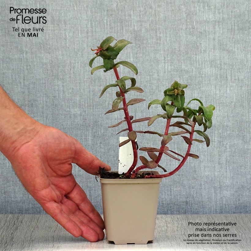 Exemplar von Fetthenne Purple Emperor - Sedum spectabile Kleine Töpfe von 8/9 cm wie im Frühjahr geliefert