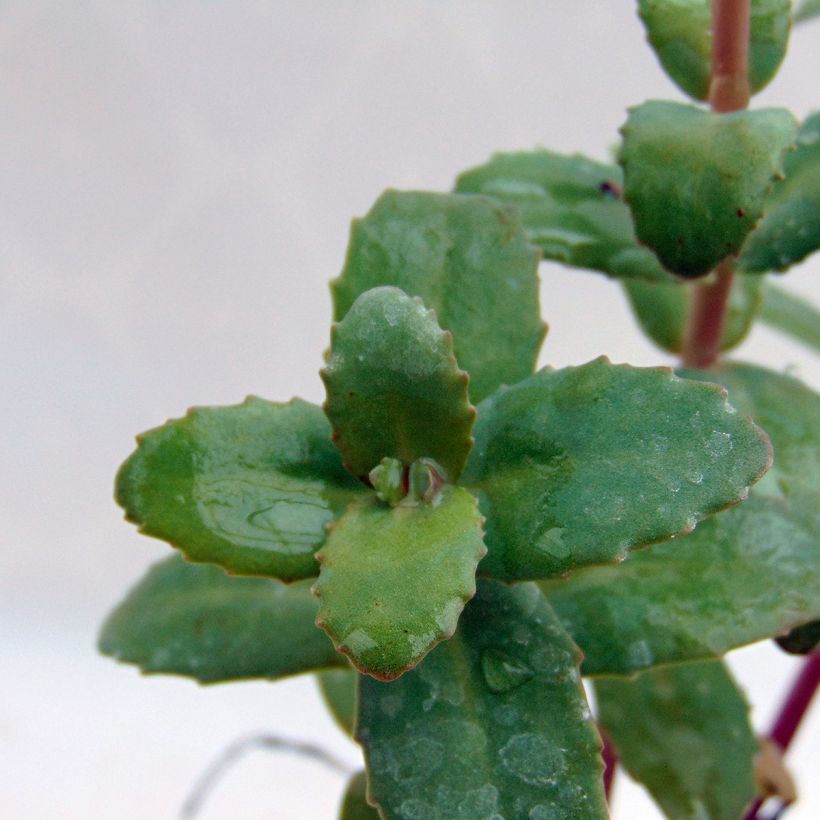 Fetthenne Red Cauli - Sedum (Foliage)